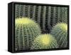 Pattern in Cactus-Adam Jones-Framed Stretched Canvas