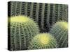 Pattern in Cactus-Adam Jones-Stretched Canvas