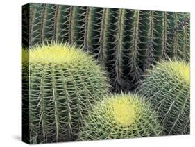 Pattern in Cactus-Adam Jones-Stretched Canvas