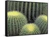 Pattern in Cactus-Adam Jones-Framed Stretched Canvas