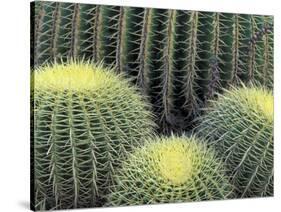 Pattern in Cactus-Adam Jones-Stretched Canvas