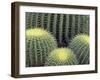 Pattern in Cactus-Adam Jones-Framed Photographic Print