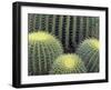 Pattern in Cactus-Adam Jones-Framed Photographic Print