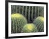 Pattern in Cactus-Adam Jones-Framed Photographic Print