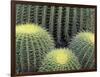 Pattern in Cactus-Adam Jones-Framed Photographic Print