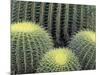 Pattern in Cactus-Adam Jones-Mounted Photographic Print
