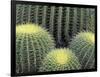 Pattern in Cactus-Adam Jones-Framed Photographic Print