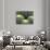 Pattern in Cactus-Adam Jones-Photographic Print displayed on a wall