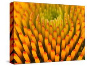 Pattern in Coneflower-Adam Jones-Stretched Canvas