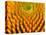 Pattern in Coneflower-Adam Jones-Stretched Canvas