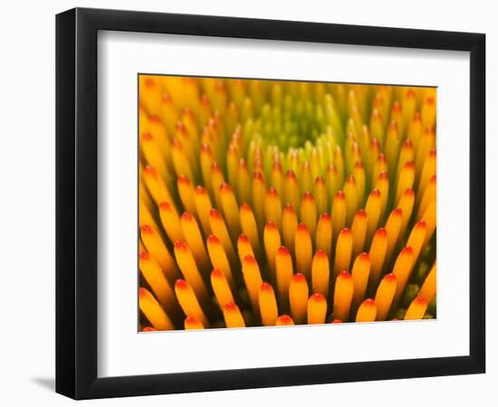 Pattern in Coneflower-Adam Jones-Framed Photographic Print