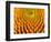 Pattern in Coneflower-Adam Jones-Framed Photographic Print