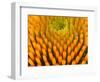 Pattern in Coneflower-Adam Jones-Framed Photographic Print