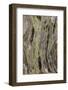 Pattern in dead tree, San Cristobal Island, Galapagos Islands, Ecuador.-Adam Jones-Framed Photographic Print