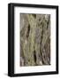 Pattern in dead tree, San Cristobal Island, Galapagos Islands, Ecuador.-Adam Jones-Framed Photographic Print