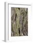 Pattern in dead tree, San Cristobal Island, Galapagos Islands, Ecuador.-Adam Jones-Framed Photographic Print