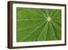 Pattern in lupine leaves, Yosemite National Park, California-Adam Jones-Framed Photographic Print