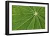 Pattern in lupine leaves, Yosemite National Park, California-Adam Jones-Framed Photographic Print