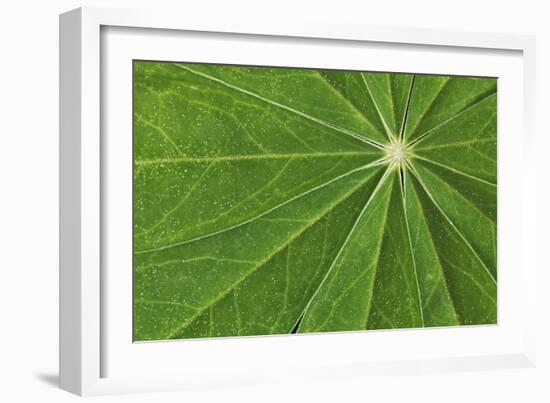 Pattern in lupine leaves, Yosemite National Park, California-Adam Jones-Framed Photographic Print