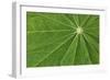 Pattern in lupine leaves, Yosemite National Park, California-Adam Jones-Framed Photographic Print