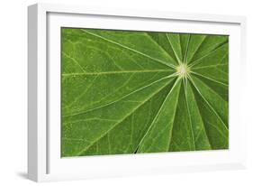 Pattern in lupine leaves, Yosemite National Park, California-Adam Jones-Framed Photographic Print