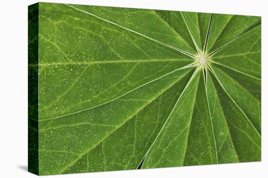 Pattern in lupine leaves, Yosemite National Park, California-Adam Jones-Stretched Canvas