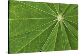 Pattern in lupine leaves, Yosemite National Park, California-Adam Jones-Stretched Canvas