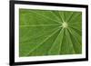 Pattern in lupine leaves, Yosemite National Park, California-Adam Jones-Framed Photographic Print