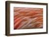 Pattern in pink American flamingo feathers-Adam Jones-Framed Photographic Print