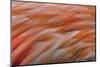 Pattern in pink American flamingo feathers-Adam Jones-Mounted Photographic Print