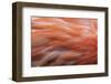 Pattern in pink American flamingo feathers-Adam Jones-Framed Photographic Print