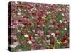 Pattern in Poppies, Kentucky, USA-Adam Jones-Stretched Canvas