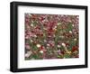 Pattern in Poppies, Kentucky, USA-Adam Jones-Framed Photographic Print