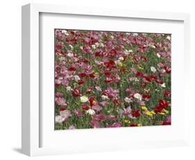 Pattern in Poppies, Kentucky, USA-Adam Jones-Framed Photographic Print