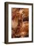 Pattern in wood of Bristlecone pine, White Mountains, Inyo National Forest, California-Adam Jones-Framed Photographic Print