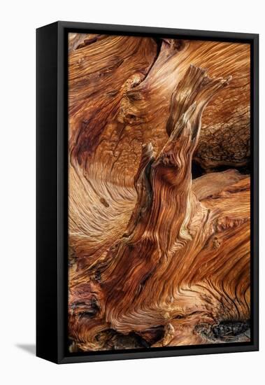 Pattern in wood of Bristlecone pine, White Mountains, Inyo National Forest, California-Adam Jones-Framed Stretched Canvas