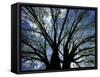 Pattern of Branches in Stately American Elm Tree-Adam Jones-Framed Stretched Canvas