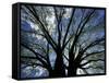 Pattern of Branches in Stately American Elm Tree-Adam Jones-Framed Stretched Canvas