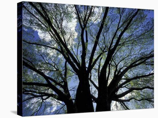 Pattern of Branches in Stately American Elm Tree-Adam Jones-Stretched Canvas