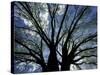 Pattern of Branches in Stately American Elm Tree-Adam Jones-Stretched Canvas