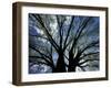 Pattern of Branches in Stately American Elm Tree-Adam Jones-Framed Photographic Print