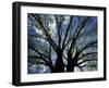 Pattern of Branches in Stately American Elm Tree-Adam Jones-Framed Photographic Print