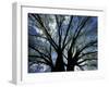 Pattern of Branches in Stately American Elm Tree-Adam Jones-Framed Photographic Print