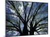 Pattern of Branches in Stately American Elm Tree-Adam Jones-Mounted Photographic Print