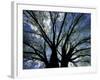 Pattern of Branches in Stately American Elm Tree-Adam Jones-Framed Photographic Print