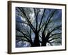 Pattern of Branches in Stately American Elm Tree-Adam Jones-Framed Photographic Print