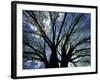 Pattern of Branches in Stately American Elm Tree-Adam Jones-Framed Photographic Print