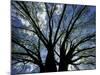 Pattern of Branches in Stately American Elm Tree-Adam Jones-Mounted Photographic Print