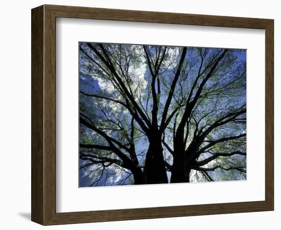 Pattern of Branches in Stately American Elm Tree-Adam Jones-Framed Photographic Print