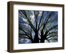 Pattern of Branches in Stately American Elm Tree-Adam Jones-Framed Photographic Print